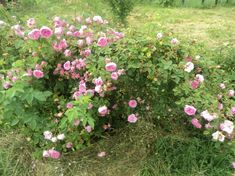 Pročitajte više o članku Sadnice starinske ruže đulberke